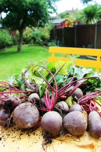 We've had a lot of success growing beetroot - find out about all of our successes and failure in growing a kitchen garden at Supper in the Suburbs!