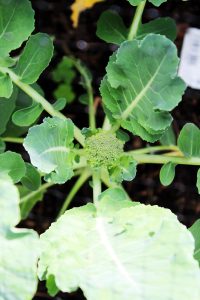 We've not had a lot of success with broccoli - find out why in my latest post about growing a kitchen garden.