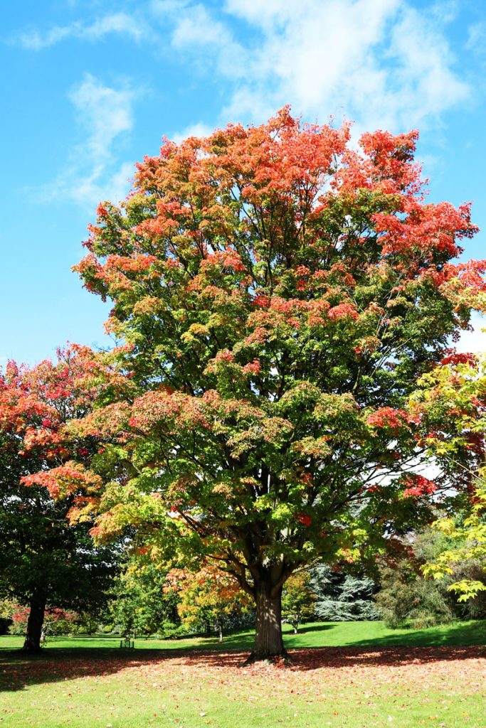 5 Reasons to Visit Kew Gardens in the Autumn - Supper in the Suburbs