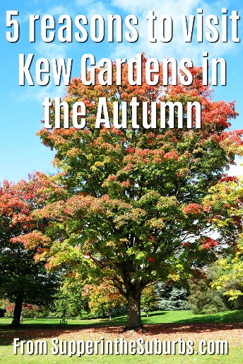 Discover 5 reasons why you should visit South London's Kew Gardens this autumn! It's the perfect way to spend Occtober half term with the kids!